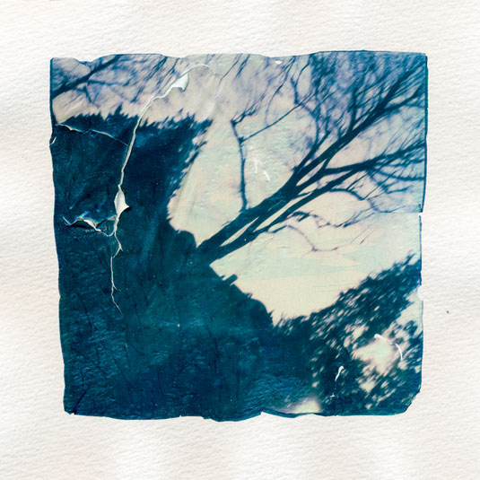 Polaroid Emulsion Lift abstract tree