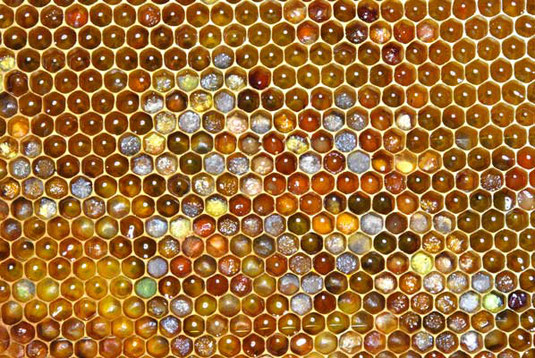 Bienen Honig