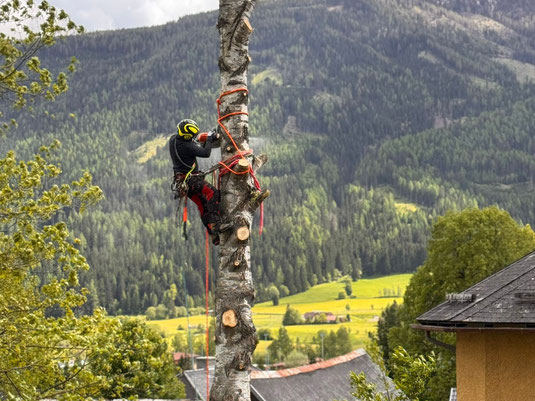 Problembaum Fällungen, Baumabtragungen, Baumklettern, Baumpflege, treework, Baumschnitt, Baum schneiden, Baum abtragen, Fichte abtragen, Baumfällung, Spezial Baumarbeiten, Spezial Baumfällungen, Lungau, Tamsweg, St. Michael, Kärnten, Pongau, Spittal, Mura