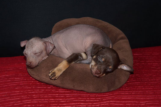 Welpen - Gardisto de Eterneco - Xoloitzcuintle miniatur