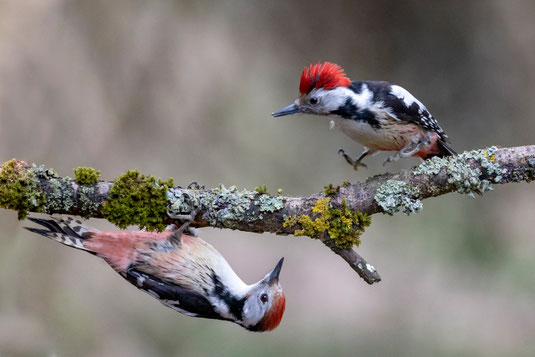 Mittelspechte, oben männlich, unten weiblich, Foto: Forster Ansgar, LBV Bildarchiv