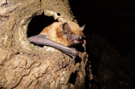 Großer Abendsegler, Foto: Dr. Andreas Zahn