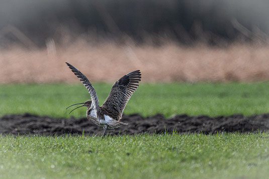 Großer Brachvogel  Foto: Robert Dörr