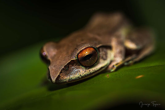 Rana de ojos brillantes de Madagascar (Boophis madagascariensis)
