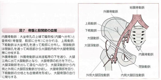 骨盤と股関節の血管