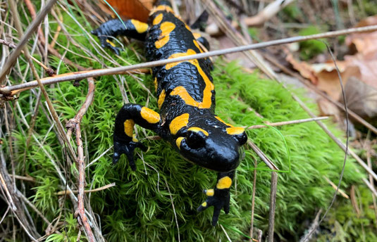 Unsere Kreisgruppe engagiert sich in vielen Artenschutzprogrammen, unter anderem widmen wir uns auch dem Schutz des Feuersalamanders. Diese Projekte und Aktionen von uns brauchen eine solide Finanzierung. Foto: Markus Raum.