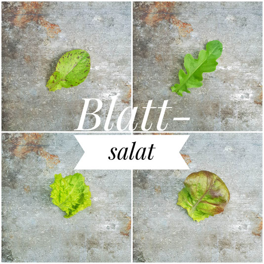 Forellenschuss, Radichetta, Wintersalatsorten aus dem Arche Noah Sortenhandbuch im Test