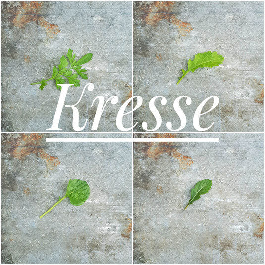 Peppergrass, Barbarakresse, Gartenkresse und Wasabi-Rauke