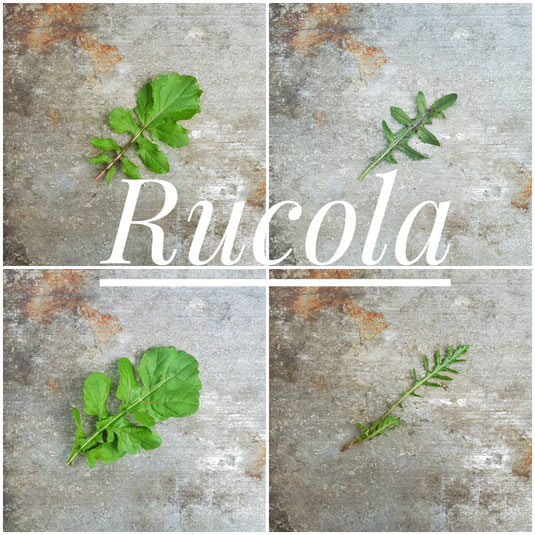 Links im Bild Salatrucola (Eruca sativa), rechts Wildrucola (Diplotaxis tenuifolia)