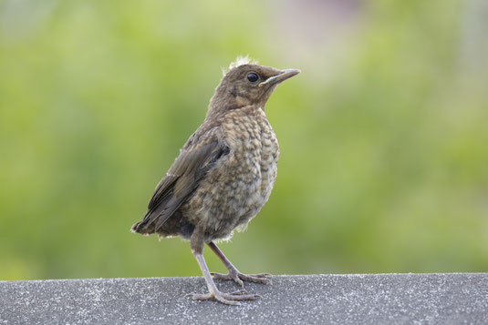Junge Amsel Foto © Ralph Sturm