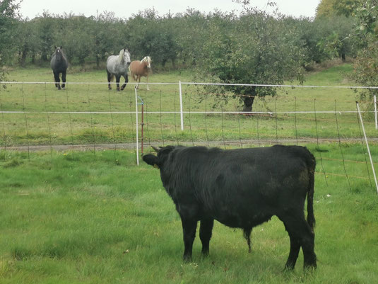 Dahomey Rind Zuchtverband Deutschland Weide Pferd Jungbulle