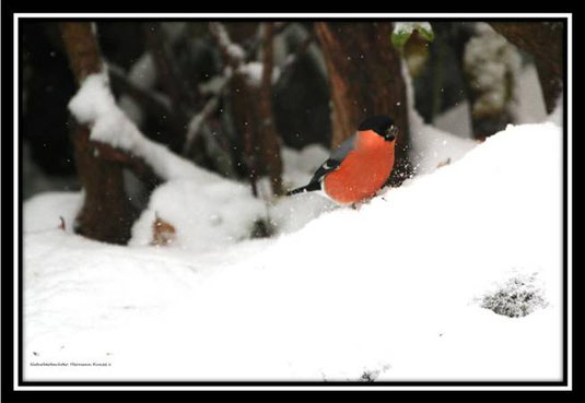 Gimpel im Schnee. Foto: Hermann Kunze