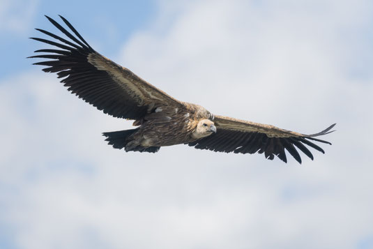 Gänsegeier. Foto: Christoph Bosch, LBV Bildarchiv