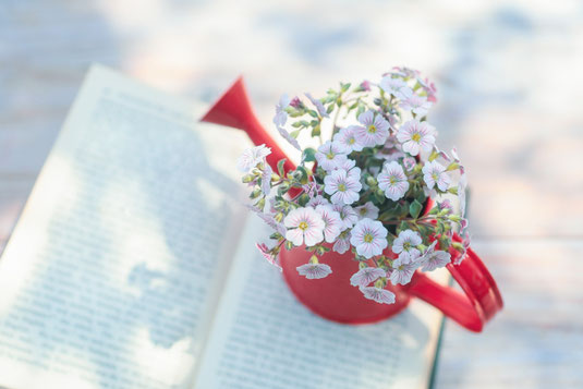 ページが開かれた洋書。そのうえに置かれたチョコレートのお皿、松ぼっくり、イチョウの葉。