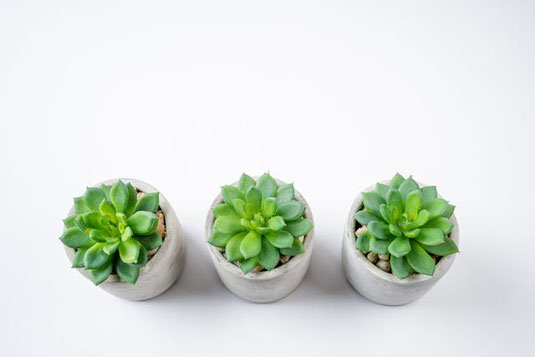 デスクに3つならんだミニサイズの多肉植物の鉢植。