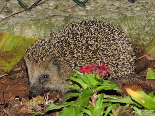 Foto: Igel / Markus Brindl / LBV