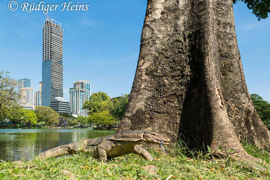 Bindenwaran, Varanus salvator, Bangkok