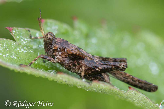 Säbel-Dornschrecke, Tetrix subulata