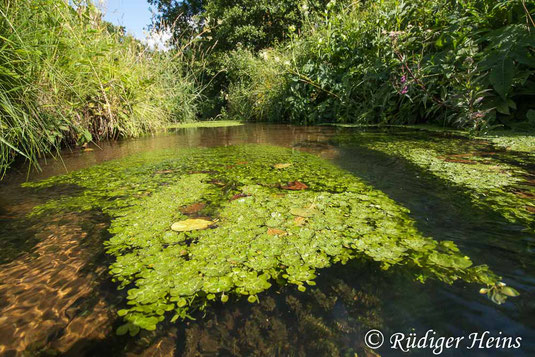 Heidebach mit Wasserstern