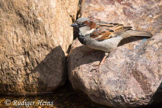 Haussperling Männchen am Gartenteich