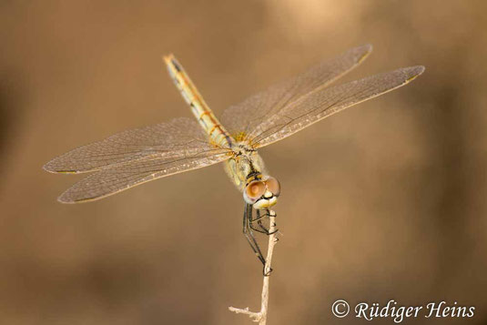 Frühe Heidelibelle, Sympetrum fonscolombii, Weibchen