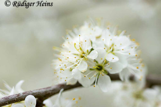 Schlehe in Vollblüte, Prunus spinosa