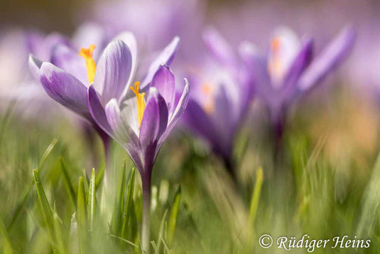 Krokusse im Loki-Schmidt-Garten, Hamburg