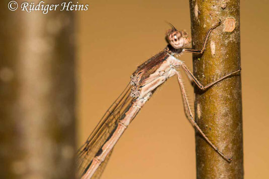 Gemeine Winterlibelle, Sympecma fusca, Weibchen, im Winterquartier