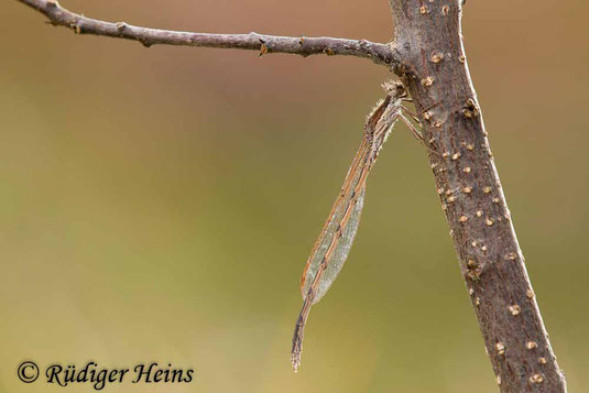 Männchen der Gemeinen Winterlibelle, Sympecma fusca