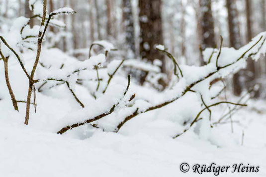 Gemeine Winterlibelle, Sympecma fusca, Weibchen, verschneiter Kiefernwald