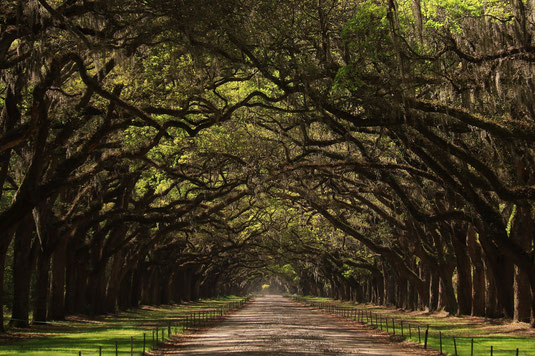 Wormsloe Historic Site, oak tunnel, tree tunnel, magic places, Savannah, sights