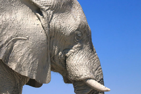 Epehant sighing, water holes Etosha National Park, Namibia, self-drive rental car, Africa