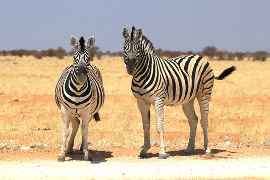Zebras, Etosha National Park, safari Namibia, self-drive, rental car, Africa, wildlife