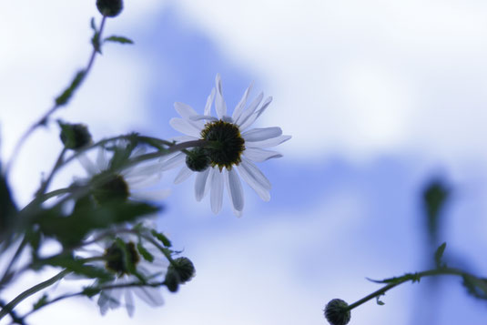 Become self-confident, bloom, personal growth, advice, coaching, self-confidence