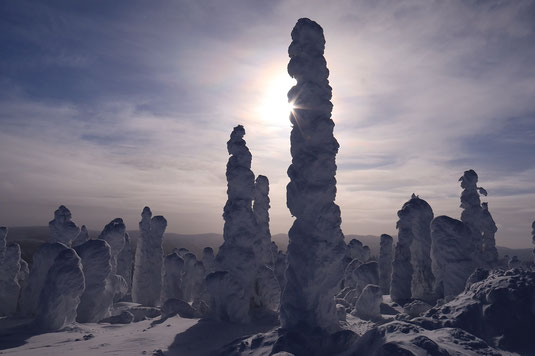 Surreal nature, Enchanted Forest Alaska, Dalton Highway, USA