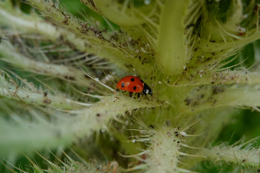 Encourangement for more self-confidence, self-worth, coaching, guide, self-help