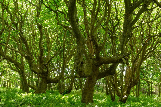 Fairytale forest, Scotland forests, John Muir Way, mysterious forests, hiking trail