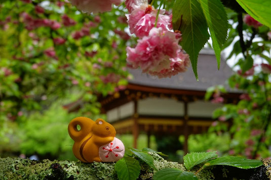 Krafttiere, Spirit Animals, Kyoto, Orte der Stille, Eichhörnchen-Tempel, Tempel für Eichhörnchen in Japan