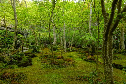 Moss temple Kyoto, spiritual places in Kyoto, visiting Kyoto, Japan