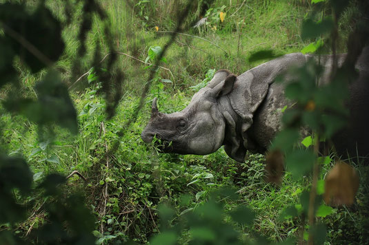 Rhinos at Chitwan National Park, Nepal, wildlife, safari