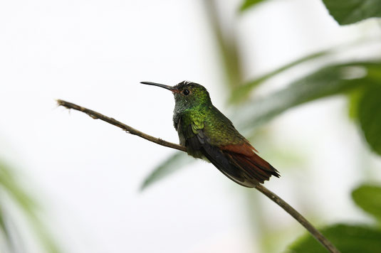 Kleiner Kolibri im Garten