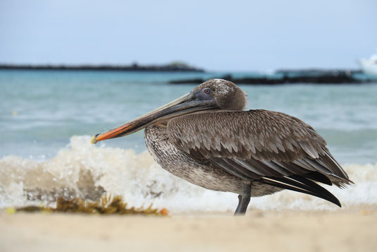 Galapagos Islands, protection, nature, pelicam wildlife, endangered