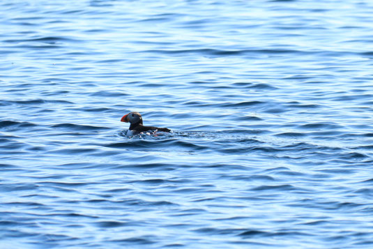 Papageitaucher, Puffin, Lofoten, Norwegen, wo kann man Papageitaucher sehen
