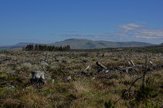 Kilpatrik Hills auf dem John Muir Way, Moor, Fernwanderung Schottland