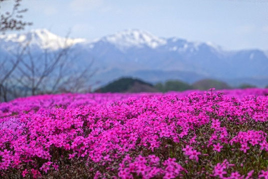 Wandern in Japan, Phlox-Felder, Hokkaido, Blumenfestival Mai und Juni