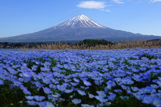 Blumenfestival Fuji Japan, Fuji Mountain, Tokio Tagestrip, Fahrrad am Fuji, Fahrrad leihen