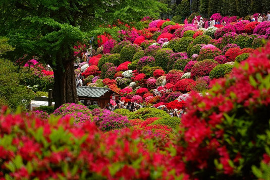 Azalea Festival Tokyo, Tokyo trip, a walk through Tokyo, flower festival at Nezu Shrine