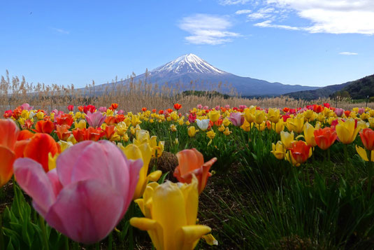 Mount Fuji, daytrip Tokyo, flower fields, Japan trip, Tokyo trip, solo trip