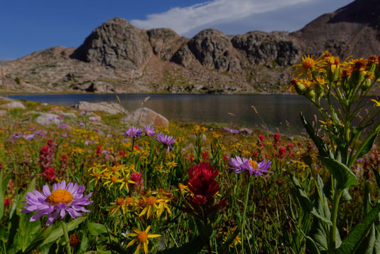 Wildblumen Wyoming, USA Trekking, zelten in den USA, Wanderung Rocky Mountains