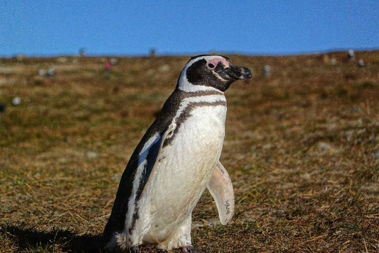 Magellan Pinguine Patagonien, Tour auf der Insel Magdalena, Fähre, Respekt, Tierschutz